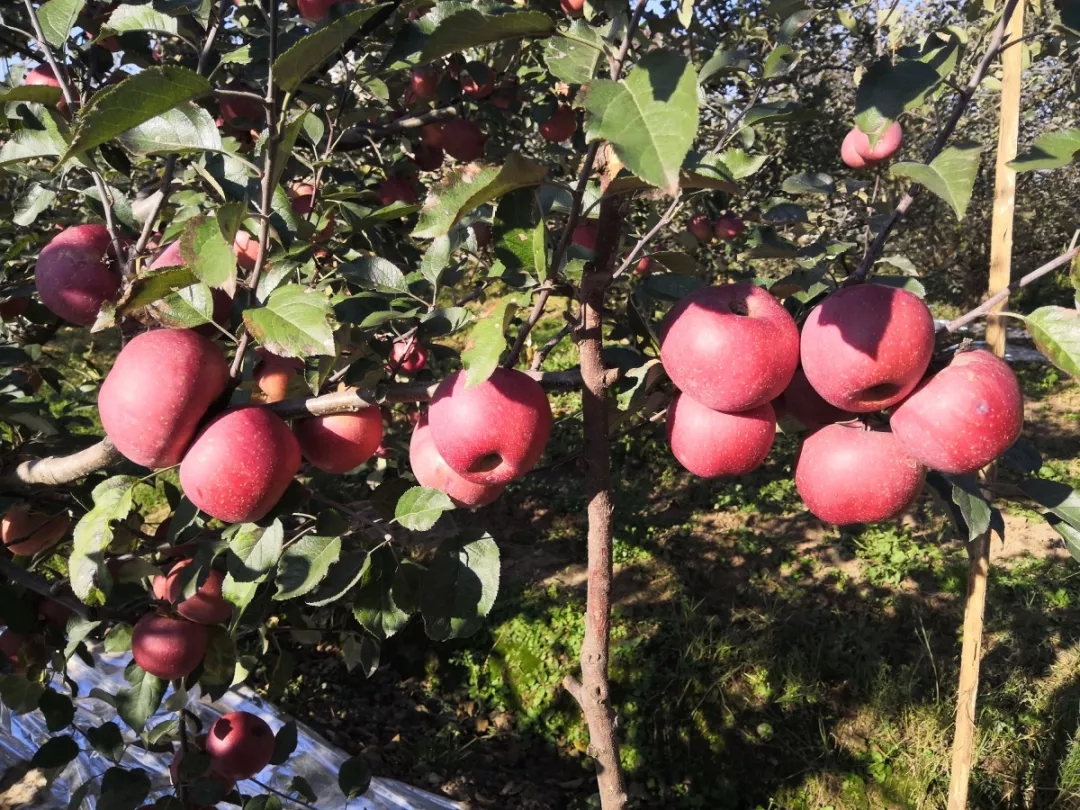 6686���� - ��ͨ�ײ�ȫ������������������